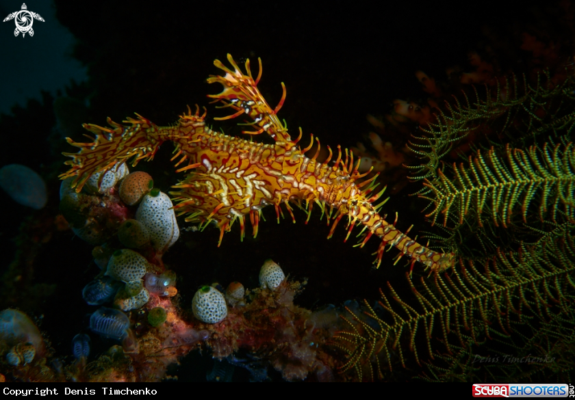 A PIPEFISH