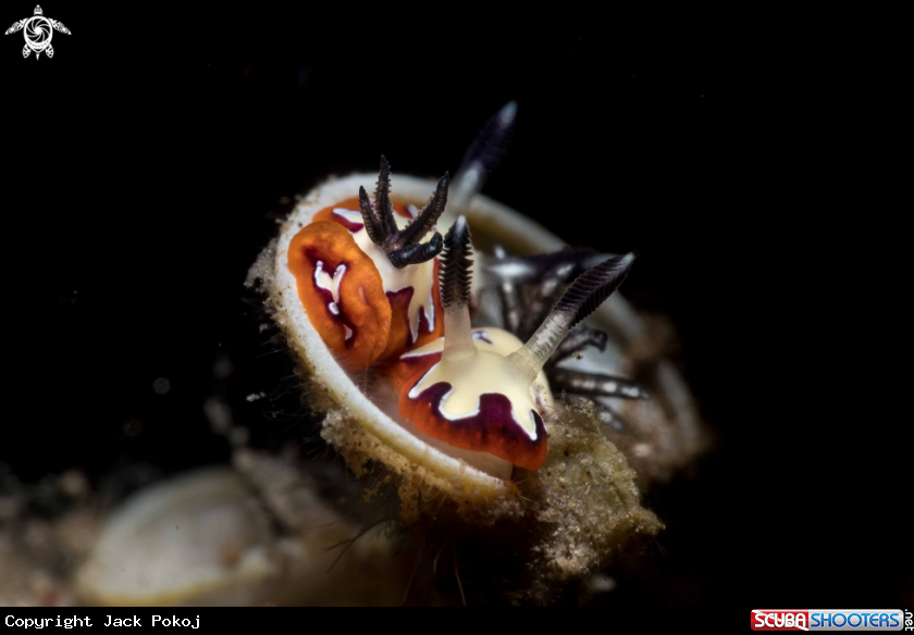 A Goniobranchus fidelis