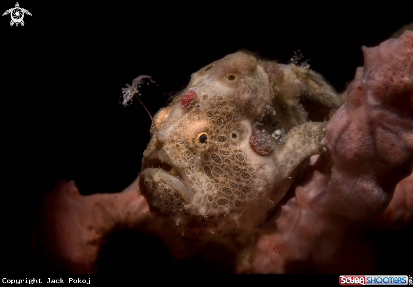 A Painted frogfish