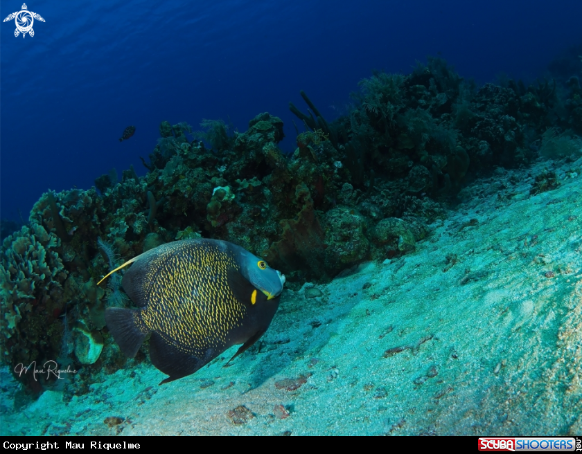 A French Angelfish