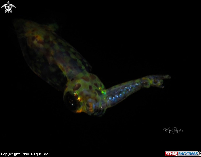 A Grass Squid
