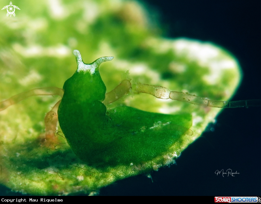 A Elysia marcusi