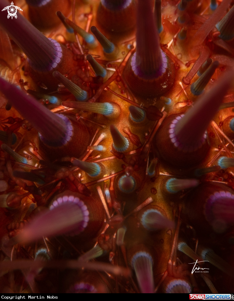 A Purple Sea Urchin