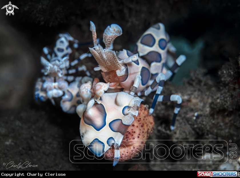 A Harlequin Shrimp