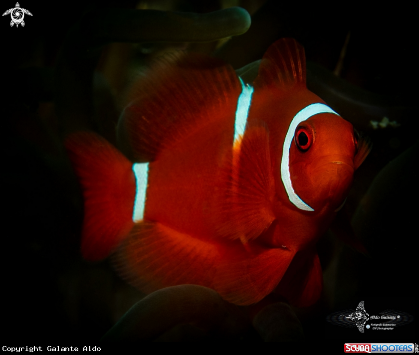A Clownfish