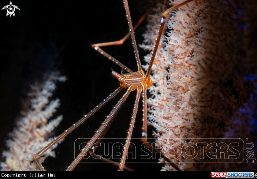 A Spider Squat Lobsters