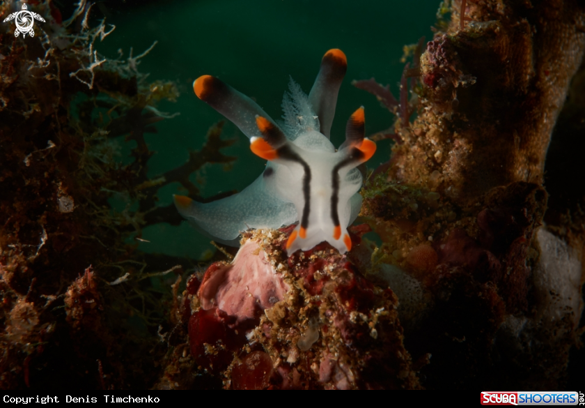 A NUDIBRANCH