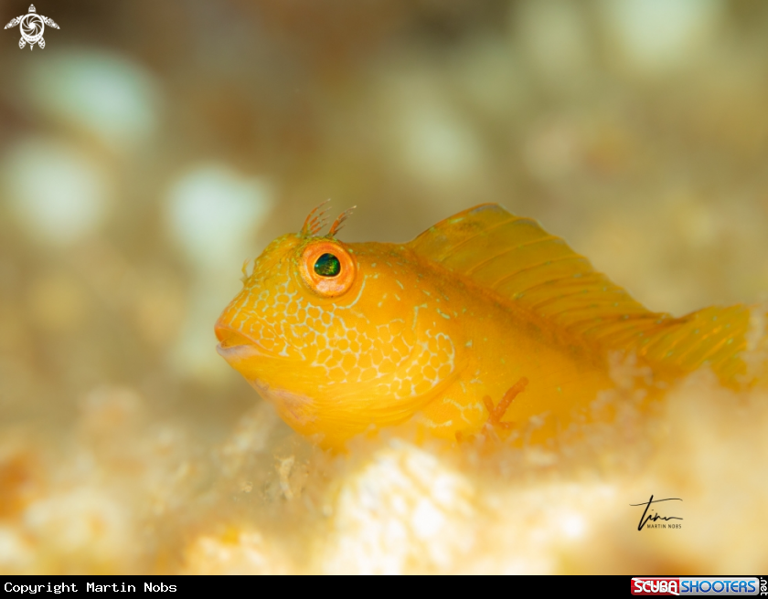A Ringneck Blennie