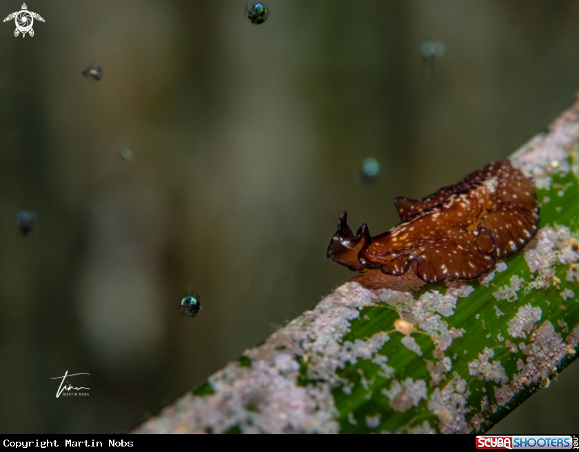 A Marine Flatworm