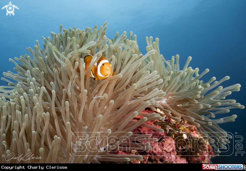 A False Western Clownfish