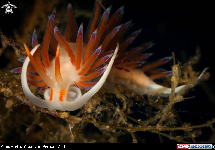 A Cratena peregrina nudibranch