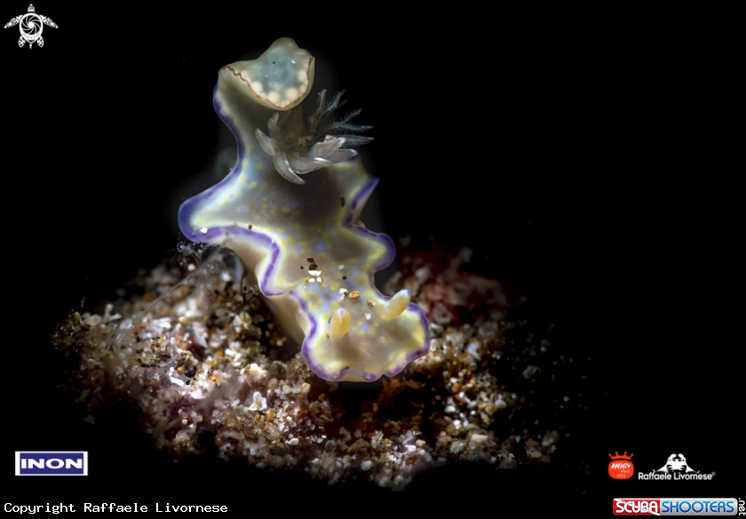 A Cerathosoma