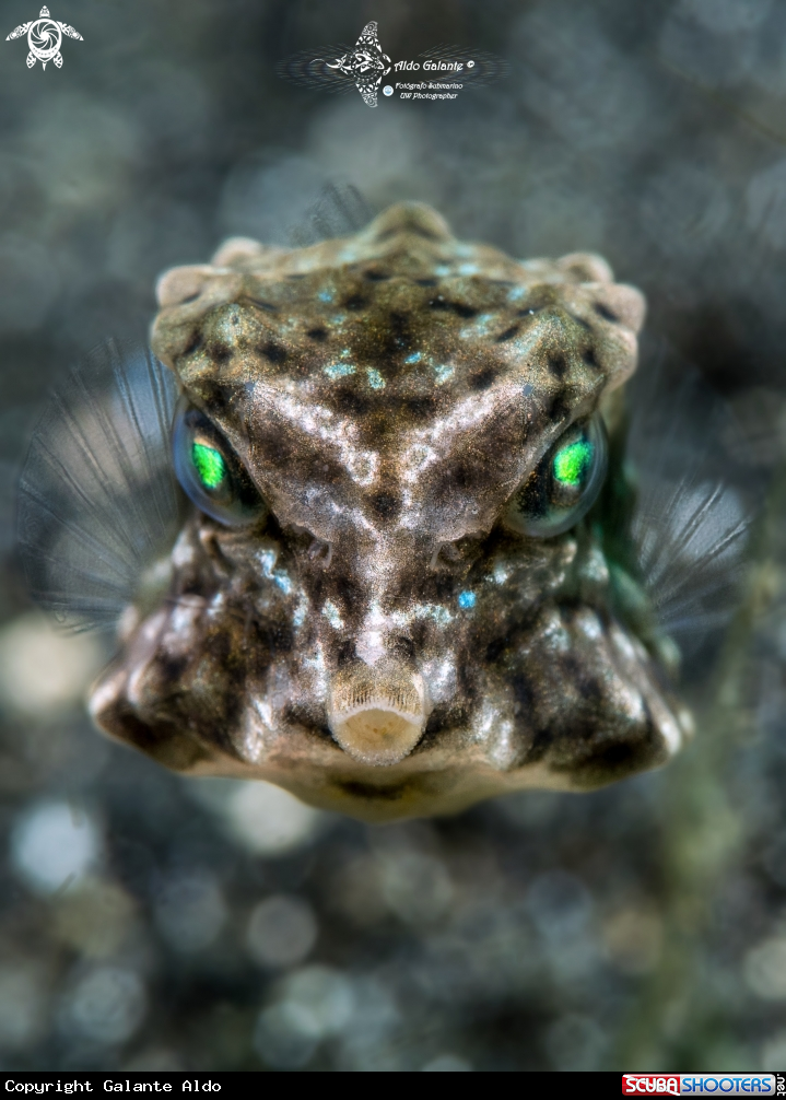 A Box Fish