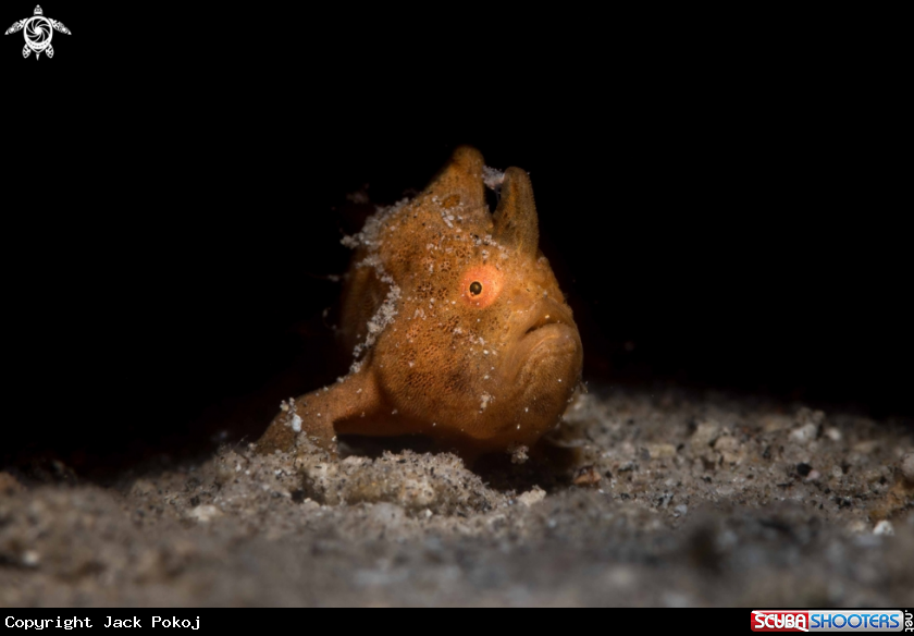A Painted frogfish
