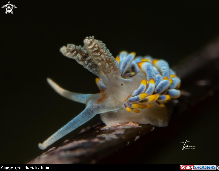 A Berghia coerulescens