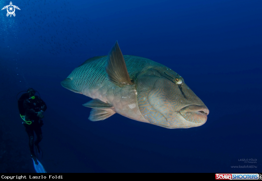 A Napoleon wrasse