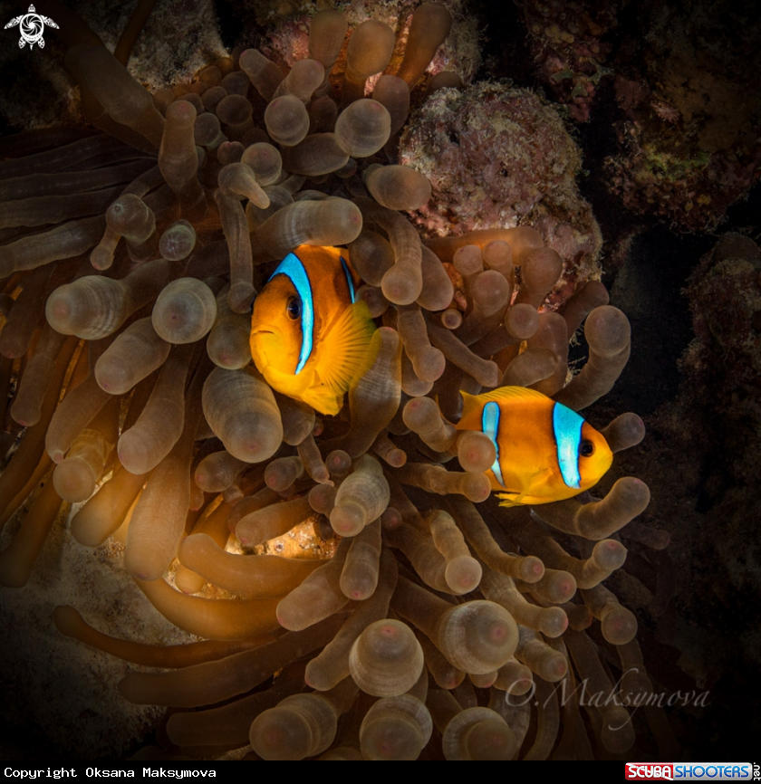 A Red Sea Anemone fish (Amphiprion bicinctus)