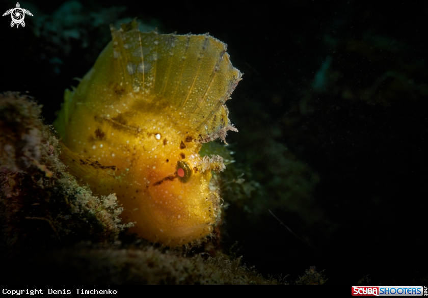 A SCORPIONFISH