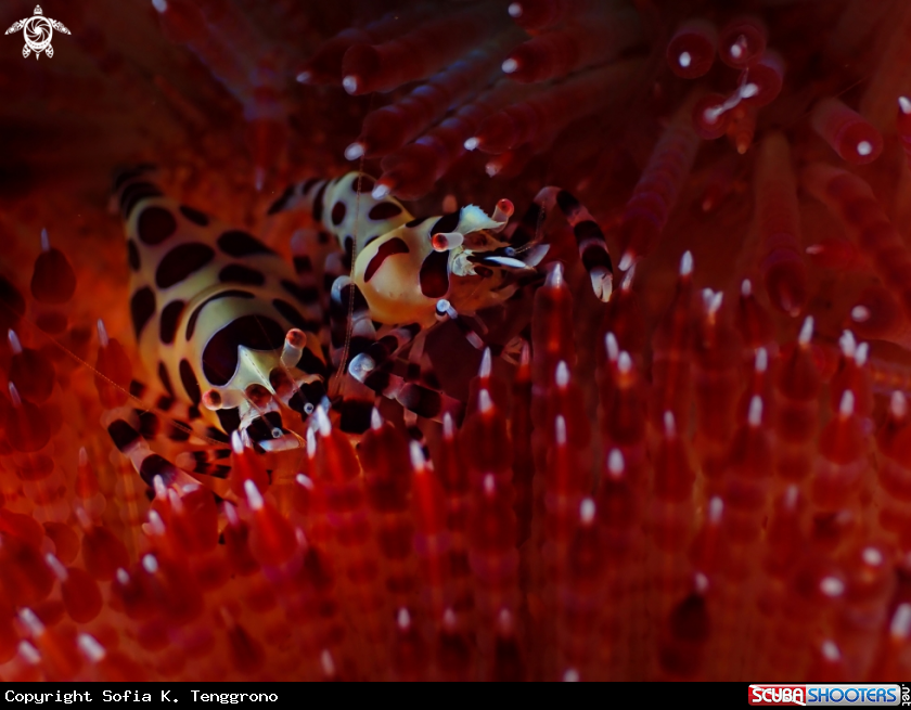 A Coleman shrimps