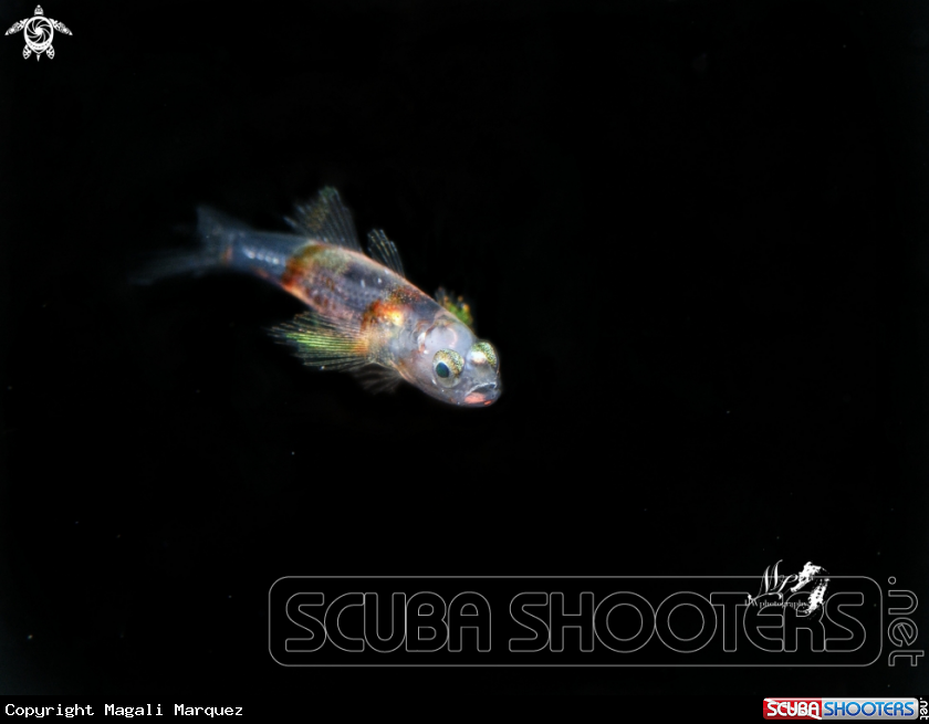 A Gobyfish 