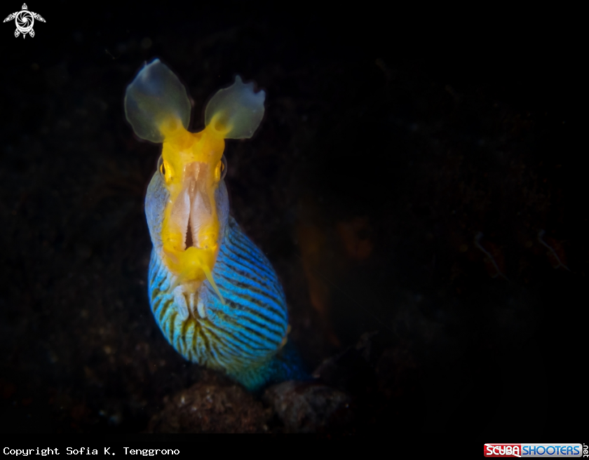 A Ribbon Eel