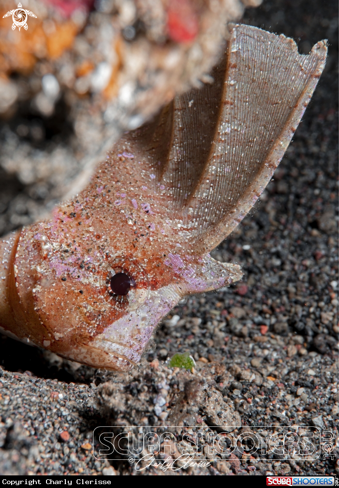 A Cockatoo Waspfish