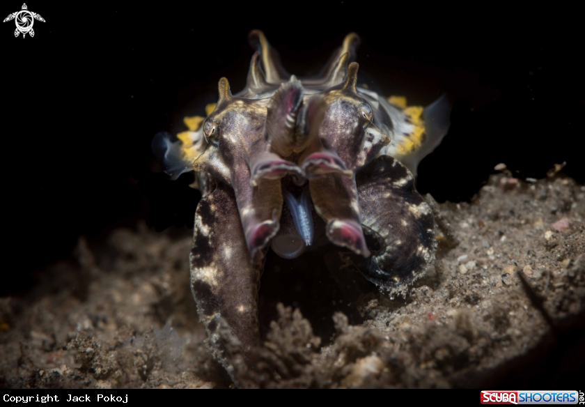 A Flamboyant cuttlefish