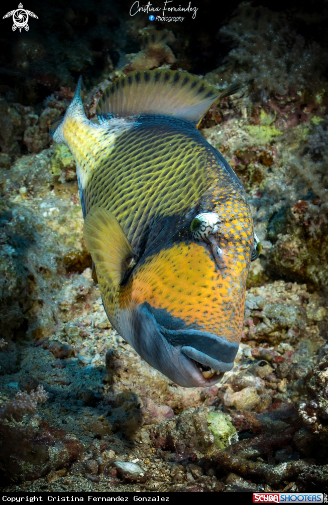 A Titan triggerfish