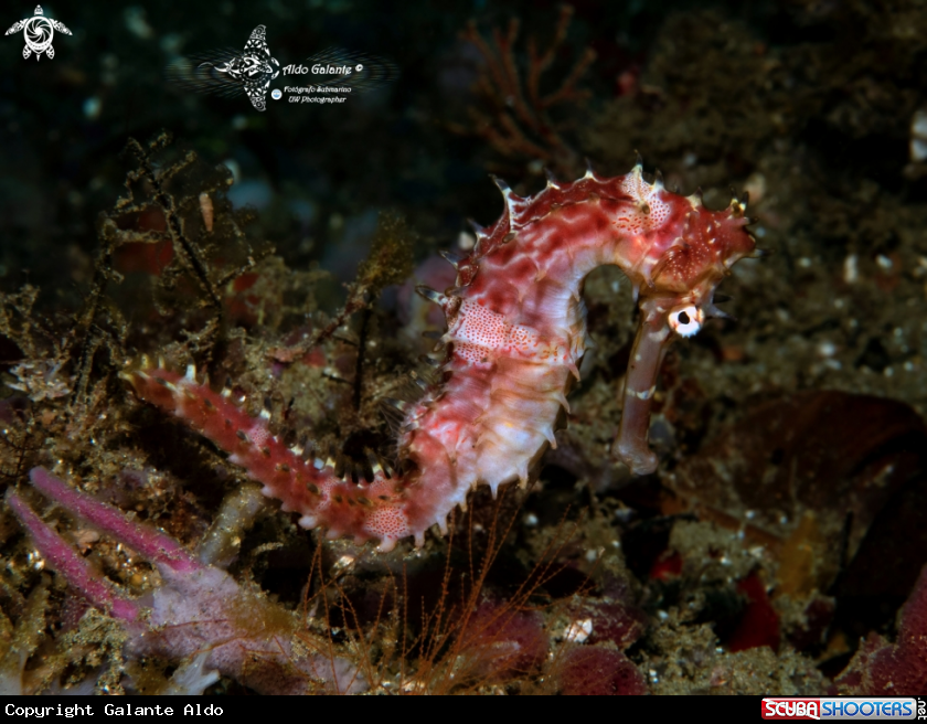 A Thorny Seahorse