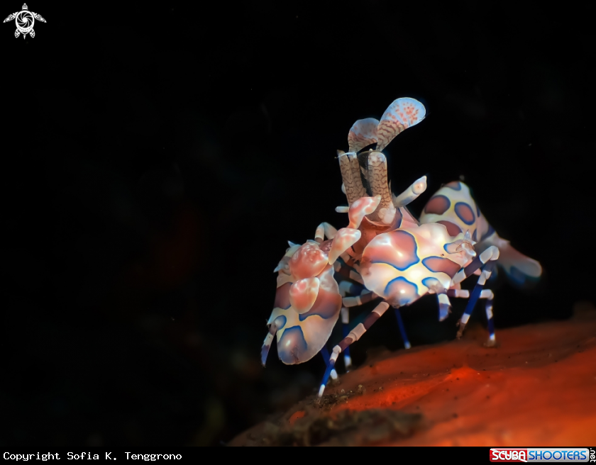 A harlequin shrimp
