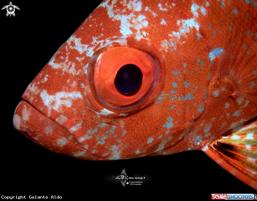 A Fish