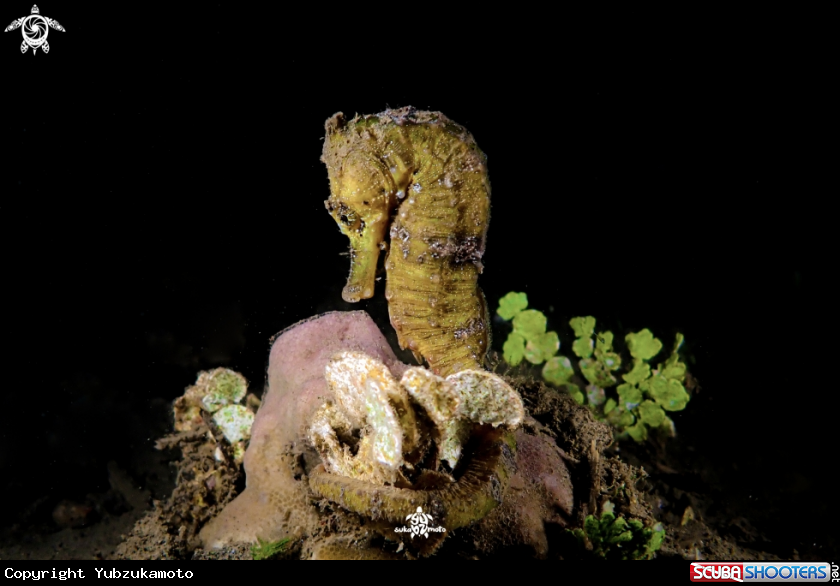 A Hippocampus
