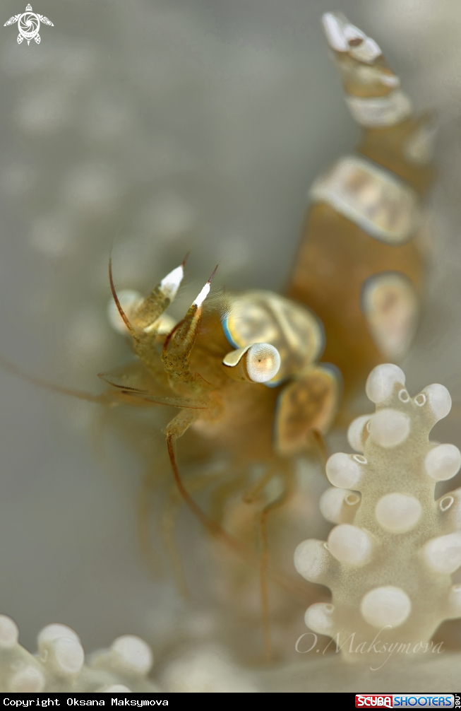 A Sexy Shrimp (Thor amboinensis)