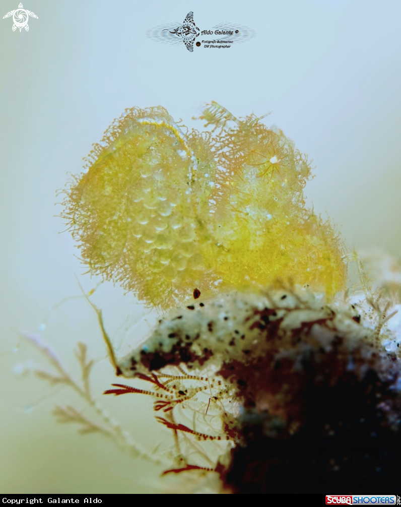 A Hairy Shrimp (5 mm) 