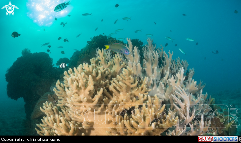 A softcoral