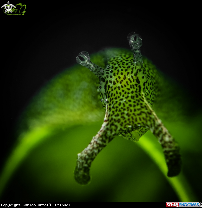 A Seaslug