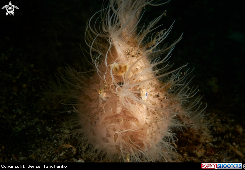 A FROGFISH 