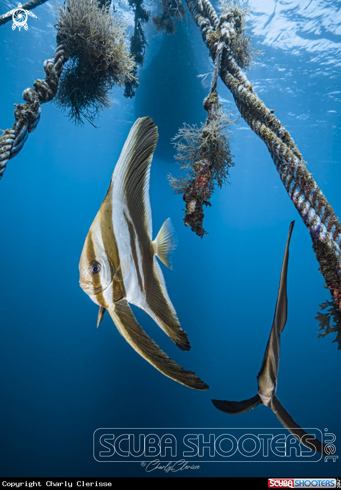 A Teira Batfish