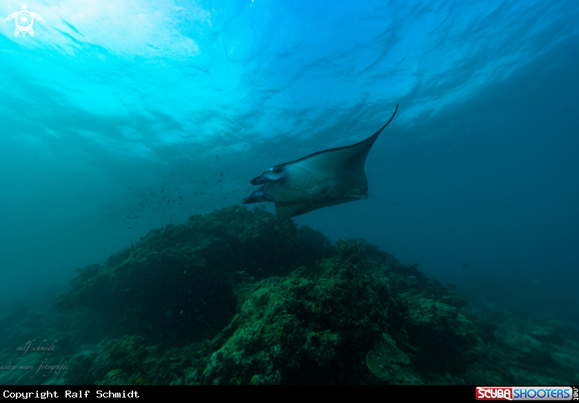 A Manta