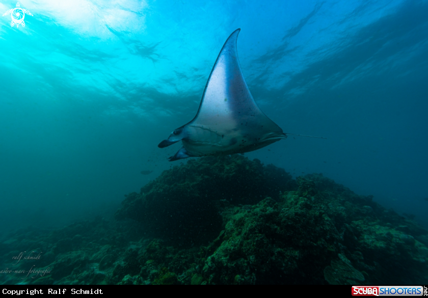 A Manta