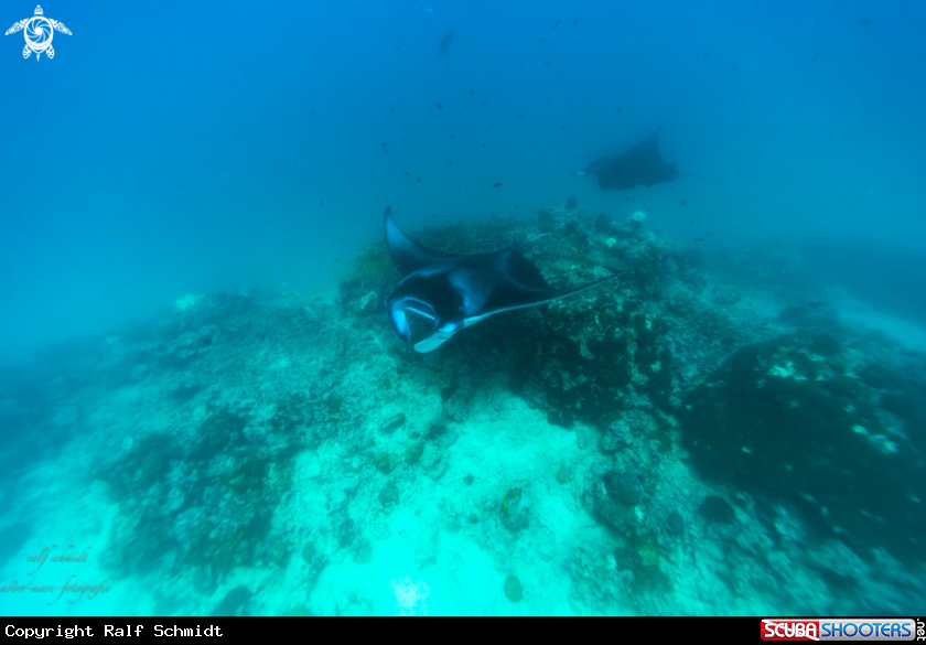 A Manta
