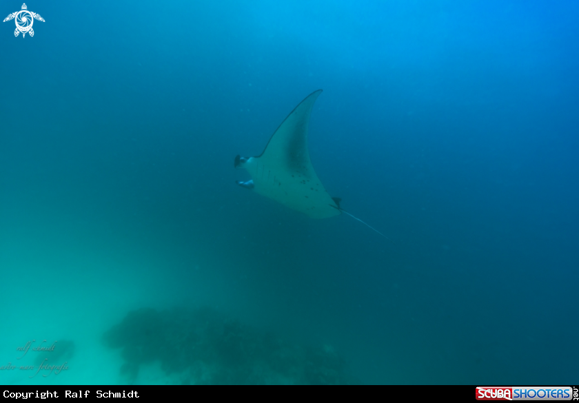 A Manta