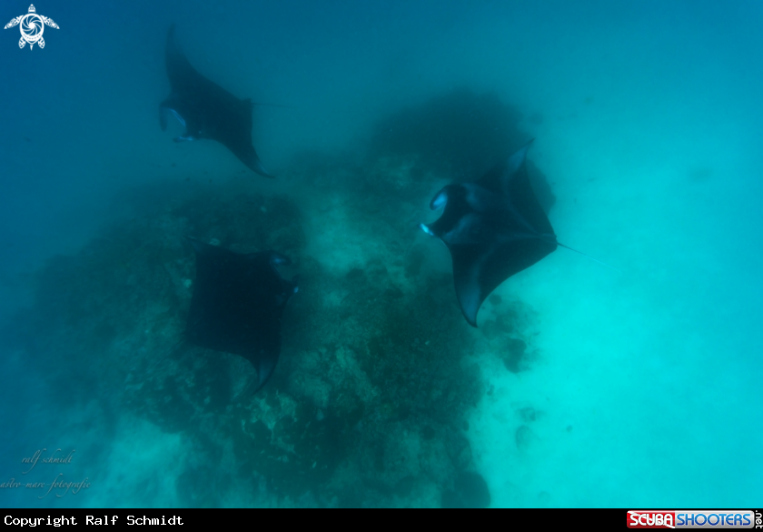 A Manta