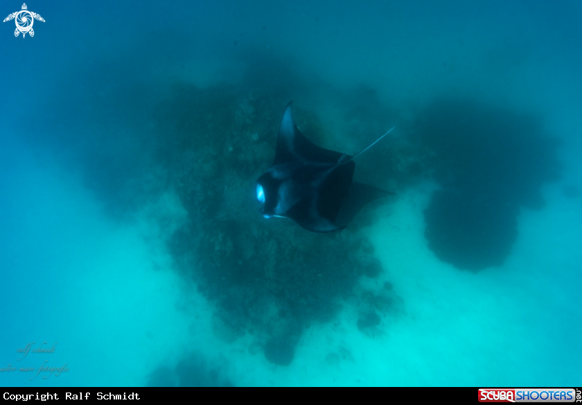 A Manta