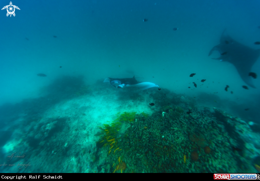 A Manta