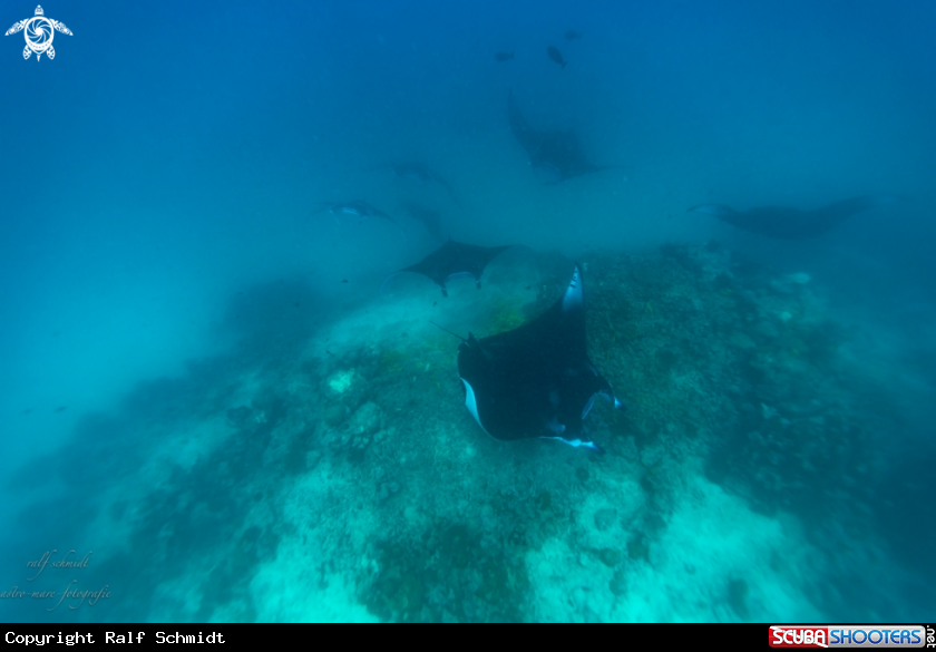 A Manta