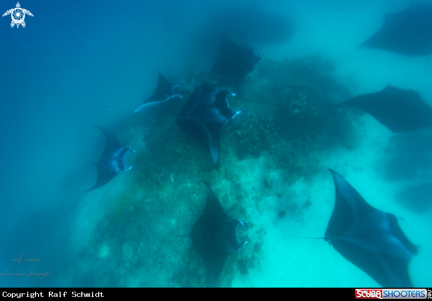 A Manta