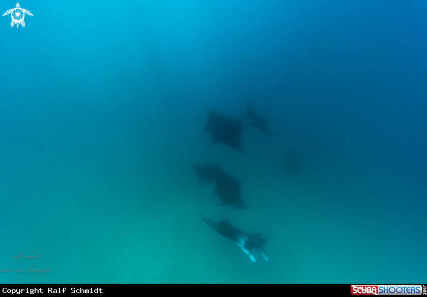 A Manta