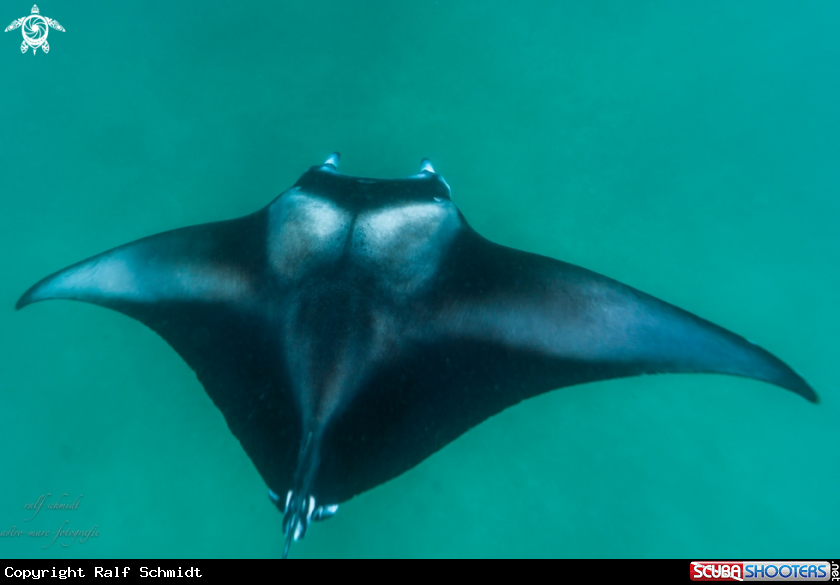 A Manta