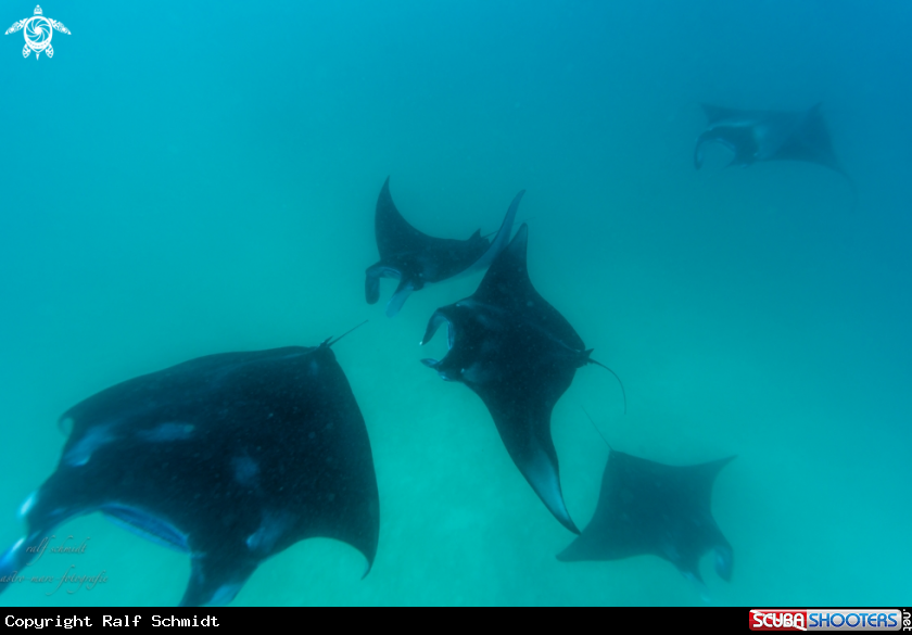 A Manta